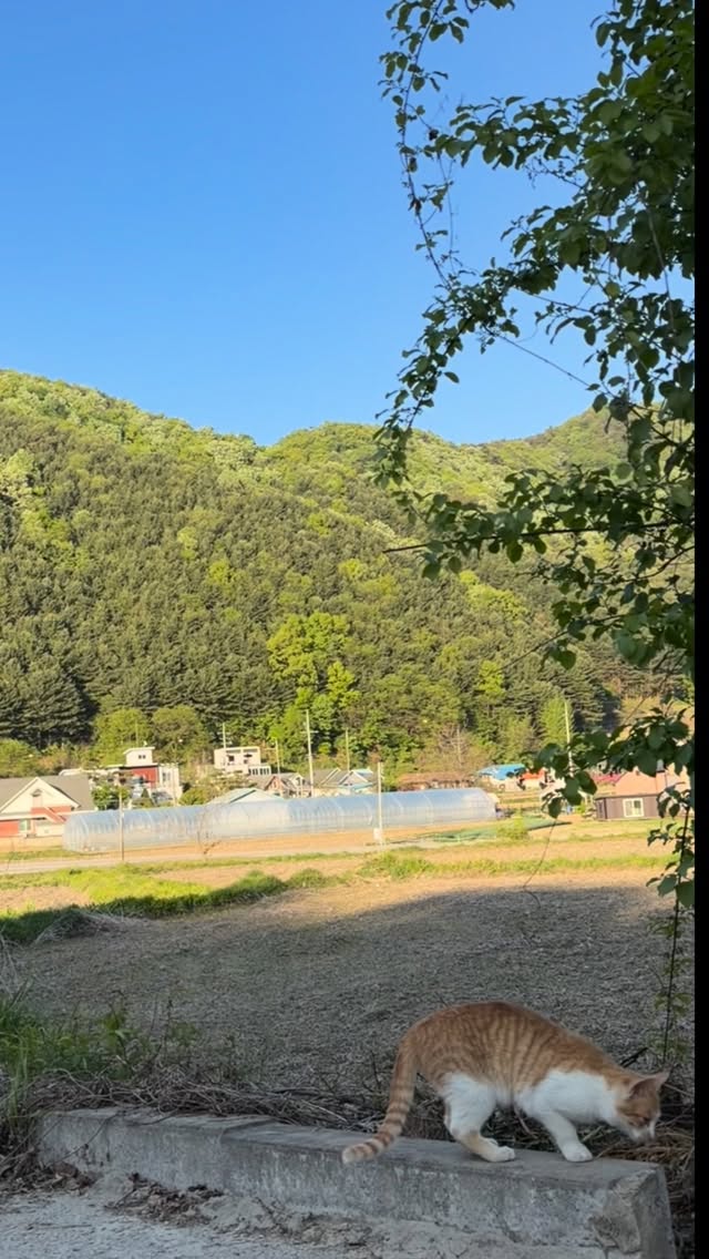 초록으로 덮인 양평 용문의 산자락과 마을 풍경.